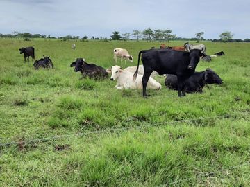 Terreno de 91 HA en Cerro Colorado, Ciudad Isla, VERACRUZ. ZONA DE LOS TUXTLAS