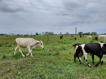 Terreno de 91 HA en Cerro Colorado, Ciudad Isla, VERACRUZ. ZONA DE LOS TUXTLAS