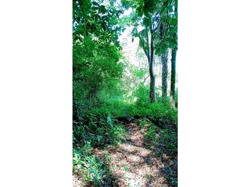 Se vende excelente finca de 10 hectáreas, para cualquier proyecto!