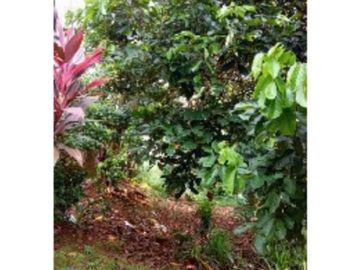 FOR SALE TANAH LOKASI KP PABUARAN MEKAR CIBINONG KAB BOGOR