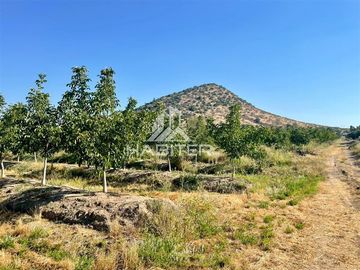 Agrícola en Venta en Tapihue