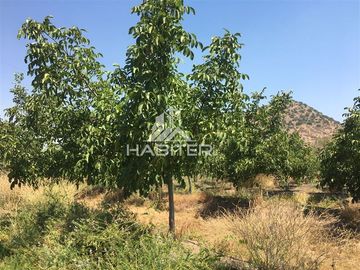Agrícola en Venta en Tapihue