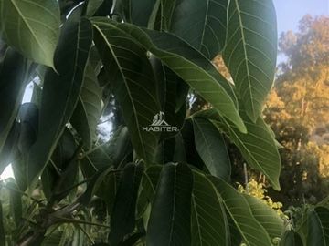 Agrícola en Venta en Tapihue