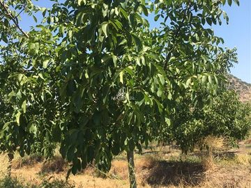 Agrícola en Venta en Tapihue
