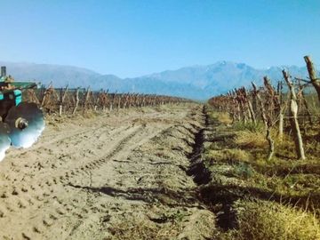 Finca de 60 hectareas con ViÃ±a en Tres Esquinas, Valle de Uco, Mendoza.
