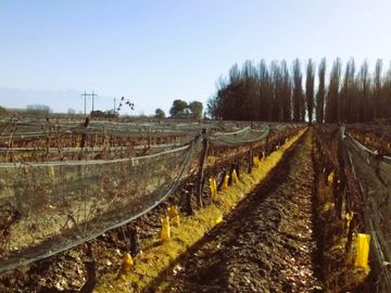 Finca de 60 hectareas con ViÃ±a en Tres Esquinas, Valle de Uco, Mendoza.