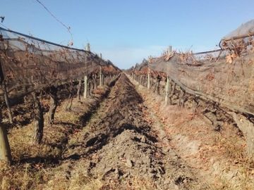 Finca de 60 hectareas con ViÃ±a en Tres Esquinas, Valle de Uco, Mendoza.