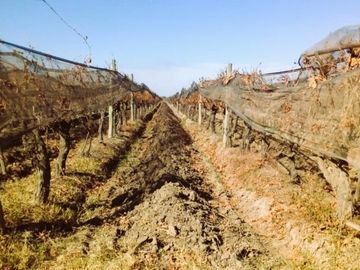 Finca de 60 hectareas con ViÃ±a en Tres Esquinas, Valle de Uco, Mendoza.