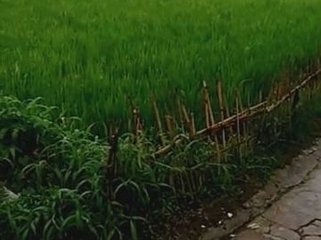 Dijual Tanah Sawah diCicurug Sukabumi Lt3974m2 Shm 2,5m