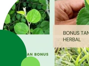 Jual Tanah Kavling Strategis Di Maros PERTAMA Bonus Tanaman Herbal