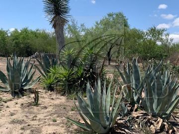 Terrenos en Venta en Zacatecas