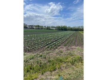 VENTA FRACCION 7 HAS 100% AGRICOLAS RUTA 226 SIERRA DE LOS PADRES