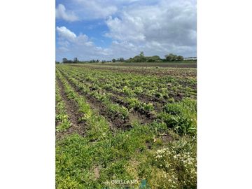 VENTA FRACCION 7 HAS 100% AGRICOLAS RUTA 226 SIERRA DE LOS PADRES