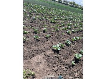 VENTA FRACCION 7 HAS 100% AGRICOLAS RUTA 226 SIERRA DE LOS PADRES