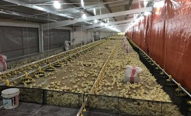 Poultry Farm Tunnel Vent Poultry