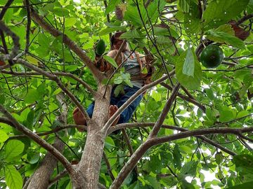 VENTA DE HACIENDA PRODUCTIVA EN COLONCHE (CMC)