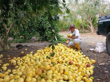 VENTA DE HACIENDA PRODUCTIVA EN COLONCHE (CMC)