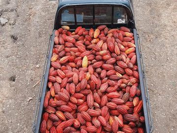 VENTA DE HACIENDA PRODUCTIVA EN COLONCHE (CMC)