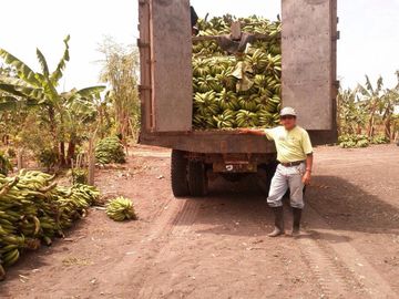VENTA DE HACIENDA PRODUCTIVA EN COLONCHE (CMC)