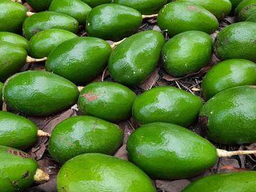 VENTA DE HACIENDA PRODUCTIVA EN COLONCHE (CMC)
