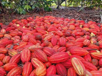 VENTA DE HACIENDA PRODUCTIVA EN COLONCHE (CMC)