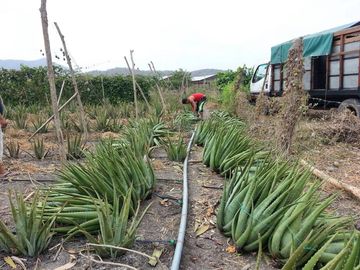 VENTA DE HACIENDA PRODUCTIVA EN COLONCHE (CMC)
