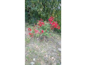 VENDO CASA DE CAMPO Y 900M2 EN EL NANCITO