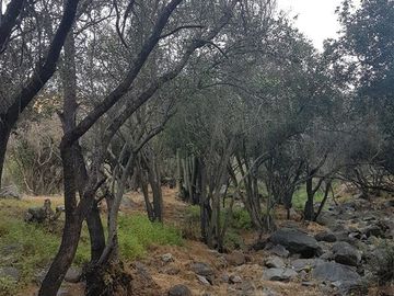 Parcela en Venta en 162.304 - Venta Parcela Ensenada de Aguila Sur -2 Hectáreas - Paine
