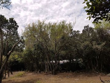 Parcela en Venta en 162.304 - Venta Parcela Ensenada de Aguila Sur -2 Hectáreas - Paine