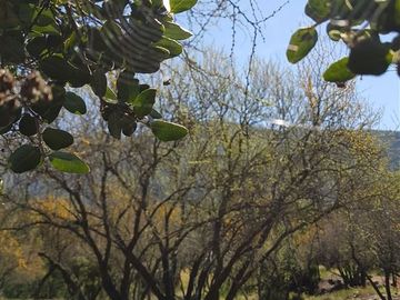 Parcela en Venta en 162.304 - Venta Parcela Ensenada de Aguila Sur -2 Hectáreas - Paine