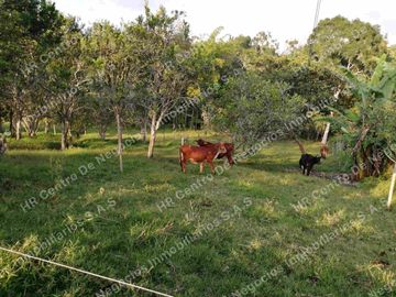 OPORTUNIDAD - VENDO FINCA GANADERA - MESA DE LOS SANTOS