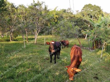 OPORTUNIDAD - VENDO FINCA GANADERA - MESA DE LOS SANTOS
