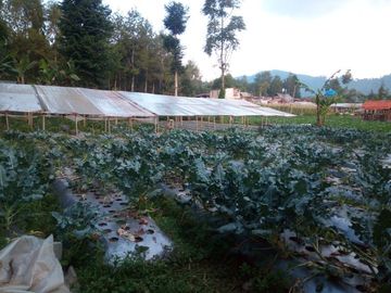 650 M2 Tanah Kebun, Maribaya Timur, Cibodas , Lembang, Bandung Barat