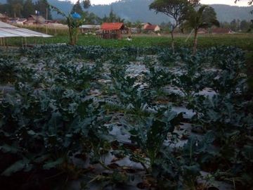650 M2 Tanah Kebun, Maribaya Timur, Cibodas , Lembang, Bandung Barat