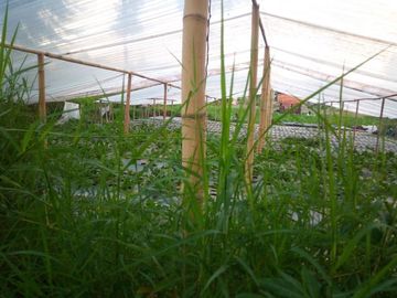 650 M2 Tanah Kebun, Maribaya Timur, Cibodas , Lembang, Bandung Barat