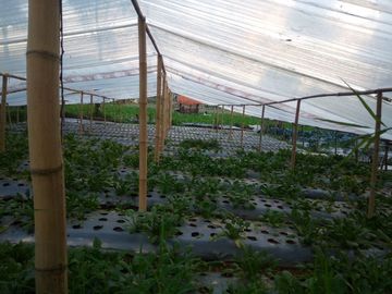 650 M2 Tanah Kebun, Maribaya Timur, Cibodas , Lembang, Bandung Barat