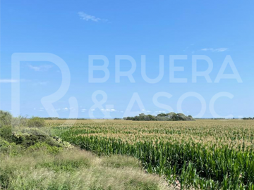 CAMPO AGRÍCOLA 100 HA