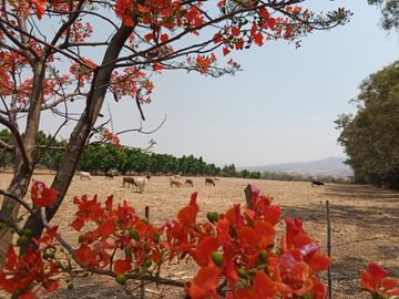 RANCHO, HACIENDA, VENTA, YECAPIXTLA, MORELOS