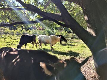 RANCHO, HACIENDA, VENTA, YECAPIXTLA, MORELOS