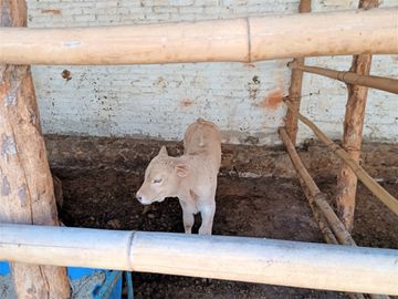 RANCHO, HACIENDA, VENTA, YECAPIXTLA, MORELOS