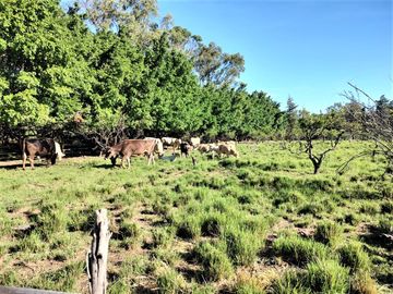 RANCHO, HACIENDA, VENTA, YECAPIXTLA, MORELOS