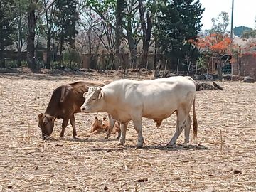 RANCHO, HACIENDA, VENTA, YECAPIXTLA, MORELOS