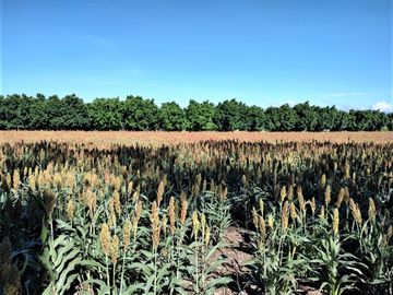 RANCHO, HACIENDA, VENTA, YECAPIXTLA, MORELOS