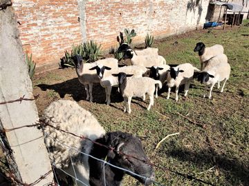RANCHO, HACIENDA, VENTA, YECAPIXTLA, MORELOS
