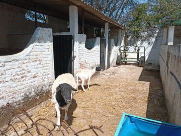 RANCHO, HACIENDA, VENTA, YECAPIXTLA, MORELOS