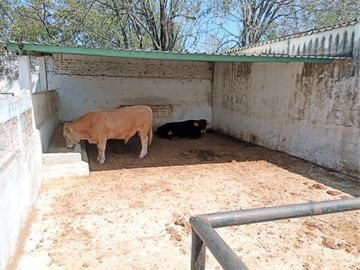 RANCHO, HACIENDA, VENTA, YECAPIXTLA, MORELOS