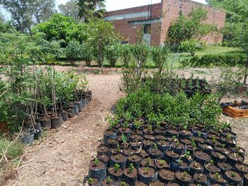 RANCHO, HACIENDA, VENTA, YECAPIXTLA, MORELOS