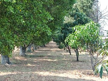 RANCHO, HACIENDA, VENTA, YECAPIXTLA, MORELOS