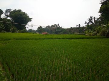 141 Tumbak Sawah Cocok untuk Kolam Renang, Cipulus, Ngamprah, Bandung Barat