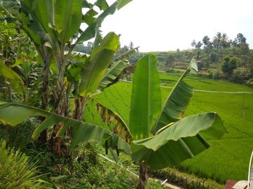 141 Tumbak Sawah Cocok untuk Kolam Renang, Cipulus, Ngamprah, Bandung Barat